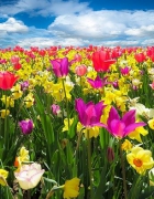 מגמת המתכונים הטבעוניים